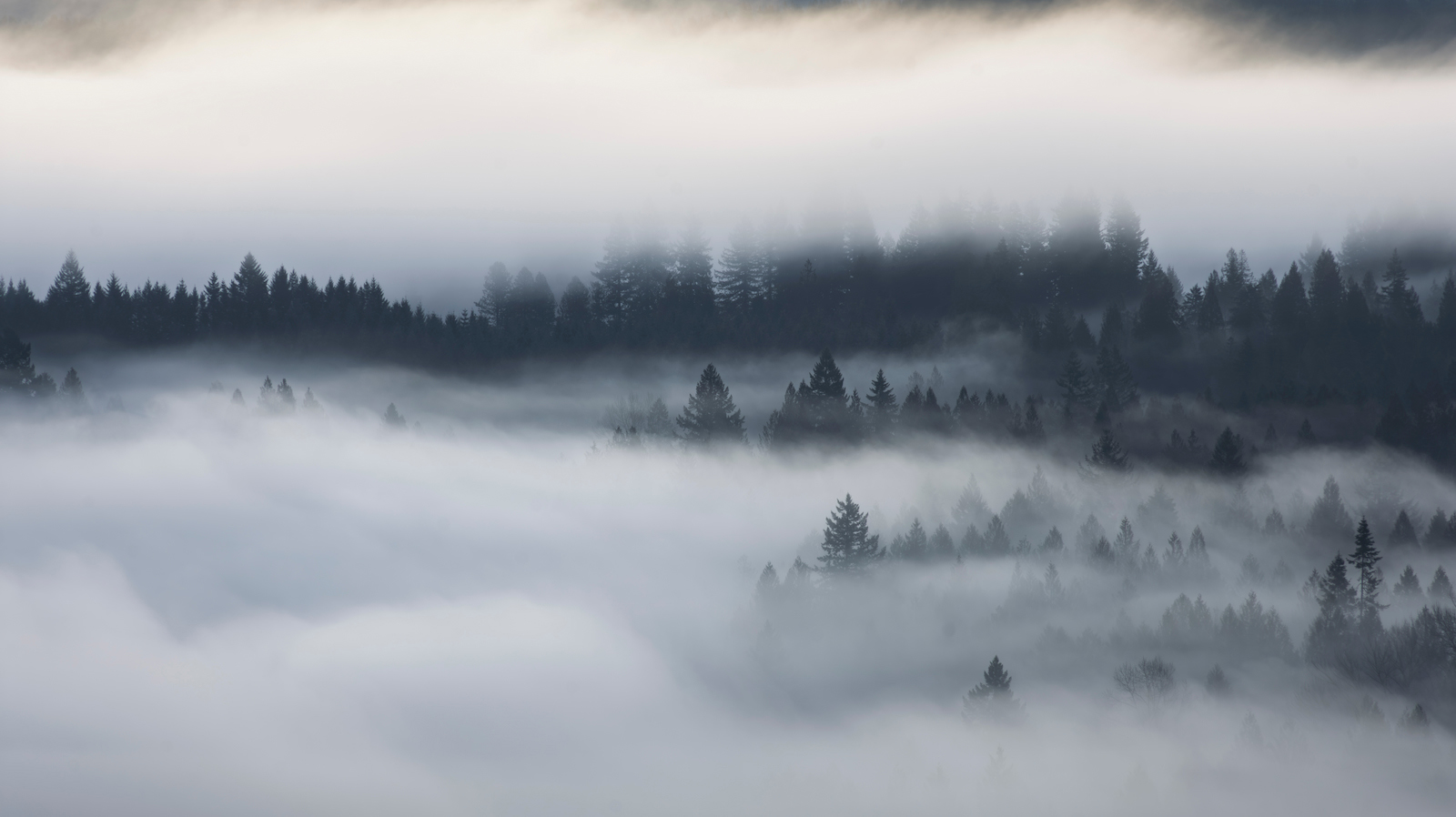 Morning fog filling a forested Oregon valley within view of Mt Hood, evergreen treetops rising through the clouds
